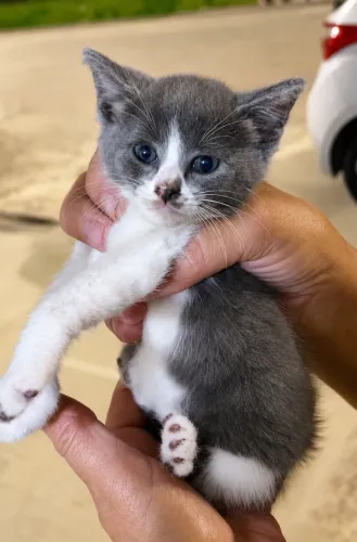 gatinhos para adoção responsável 