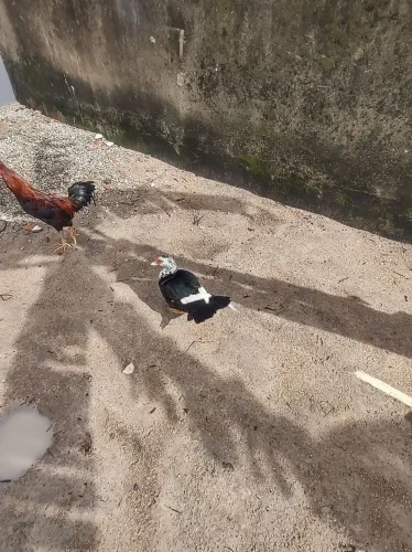 Pato
