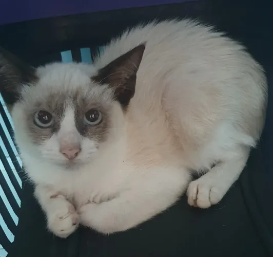 Lindo gatinho siamês.