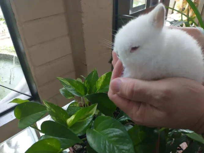 Mini coelho Netherlands branco olhos vermelhos 