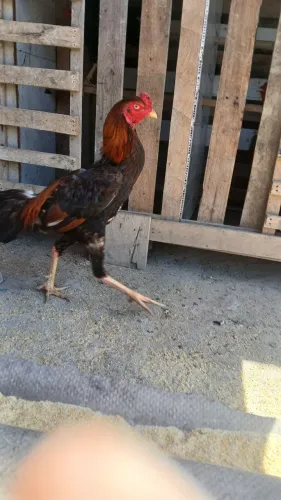 galo