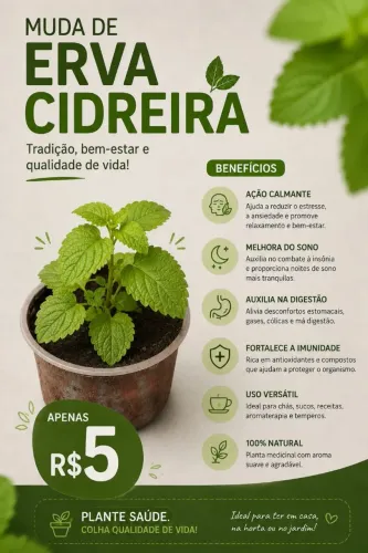 Mudinhas Medicinais de Cidreira e Hortelã Menta 