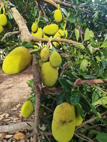 sitio granja com 6.100 metros quadrados em vera cruz um paraíso com muitas fruteiras