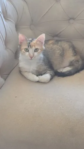 Estou doando uma gatinha dos olhos verdes de 3 meses