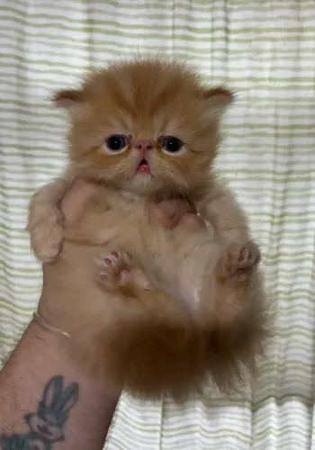 Bebês Filhotes Gato Persa