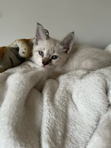 Gatinho filhote