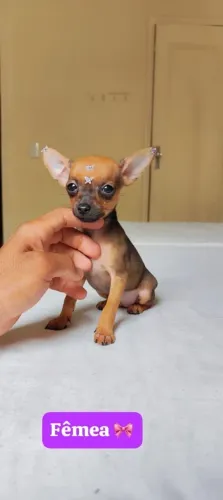 Pinscher vacinado com 60 dias