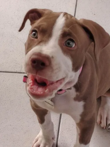Vendo Pitbull Monster