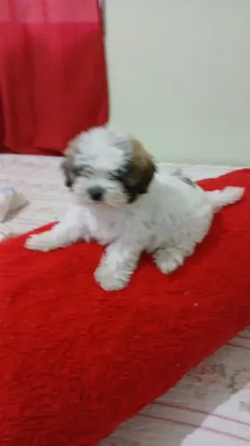 Cachorro Shih Tzu