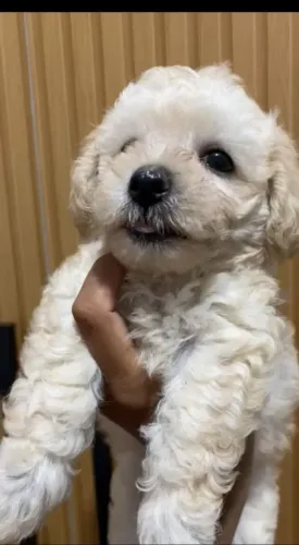 2 fêmeas poodles Toy