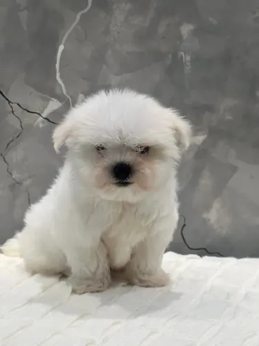 Maltês com cara de bravo, mas bem dócil kkk