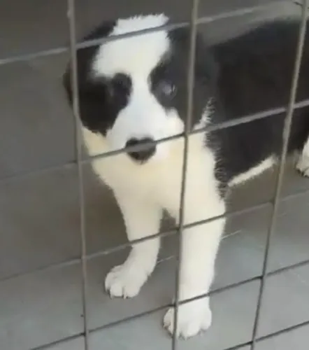 Border collie ativos e saudaveis 