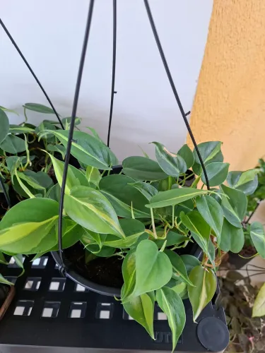 Planta