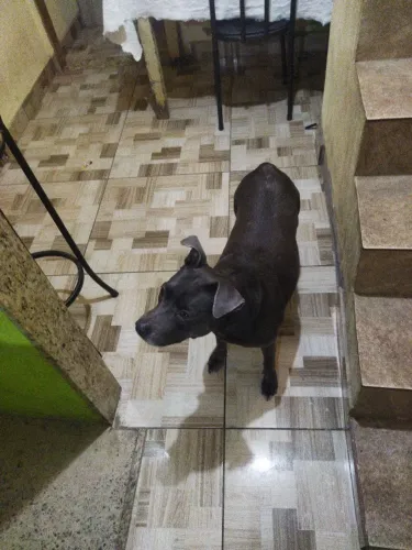 Doação responsável vou pro interior cachorra muito dócil América Bully com vira lata