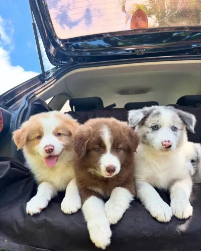 Border Collie de alto padrão porte médio fêmeas disponíveis.