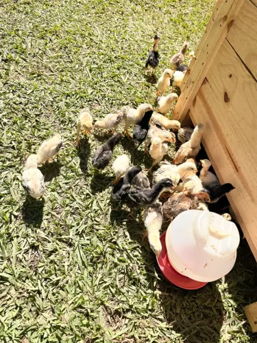 Pintinhos 
