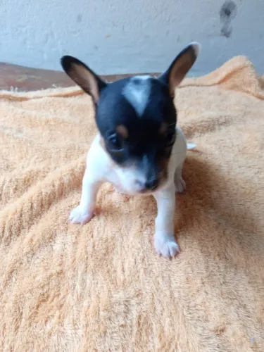 Pinscher