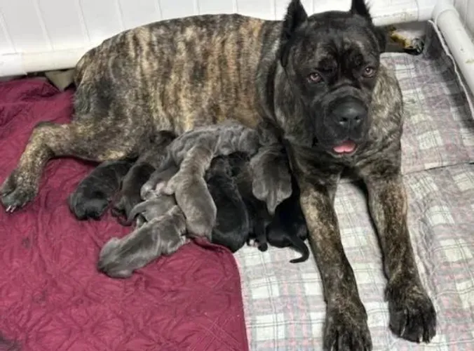 Filhotes de cane corso com Pit bull