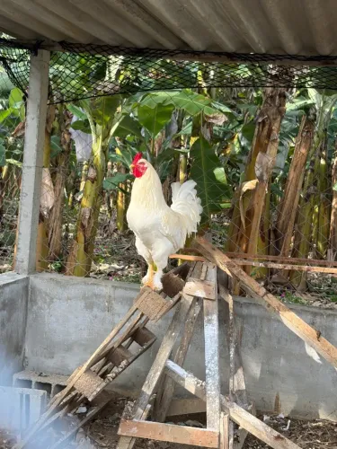 Galo mestiço Brahma