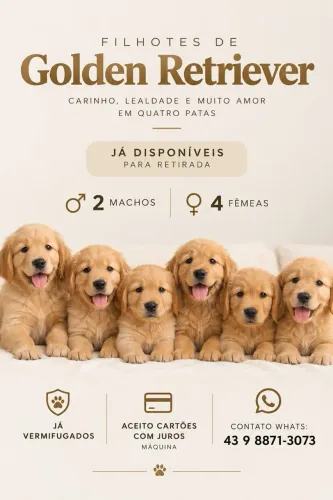 Filhote de Golden Retriever