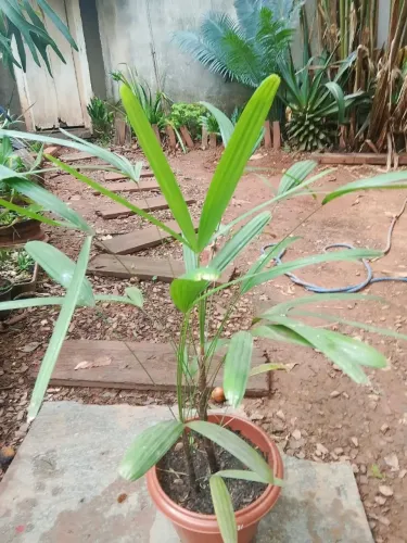 Planta palmeira ráfia