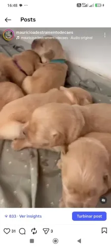 Filhotes de Golden com pedigree