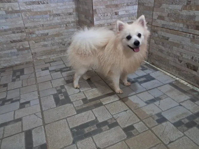 Promoção Spitz Alemão Macho Branco Canil Lienn 