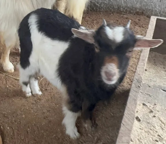 Vendo linda fêmea mini cabrita