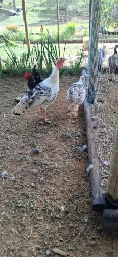 Vendo casal de peru joven
