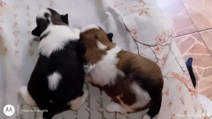 Shih tzu fêmea