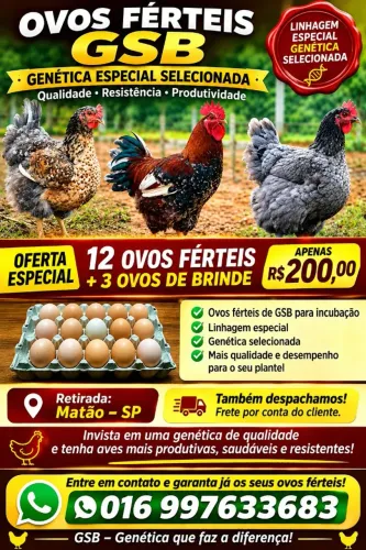 Ovos Férteis De Galinha GSB