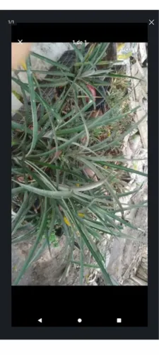 Vendo mudas de abacaxi grande e pequeno 