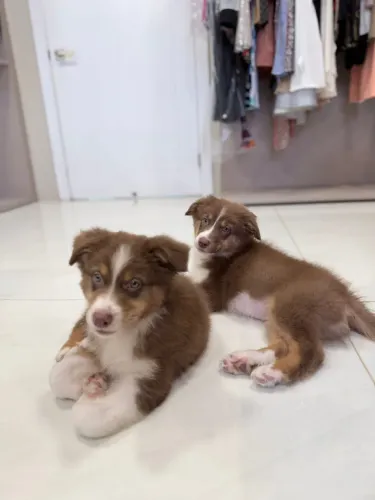 Filhotes de Pastor Australiano Red Tricolor ? Macho e Fêmea ? 3 meses ? Vacinados