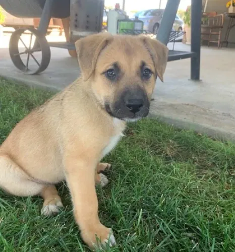 labrador x pastor Corre que ainda dá tempo de escolher o seu! chama 9 9751.6491