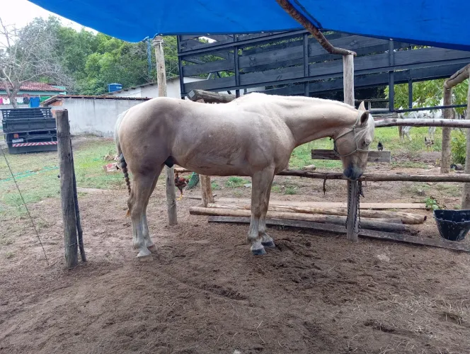 Cavalo de vaquejada 
