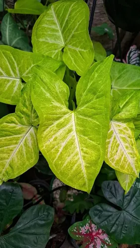 Mudas de Plantas: Syngonium Neon