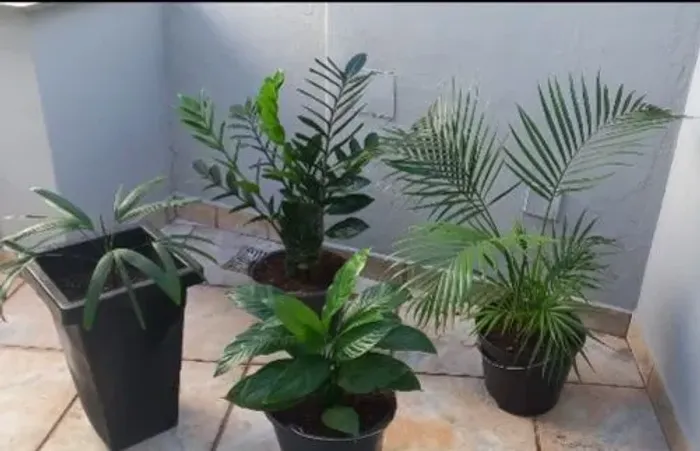 Plantas lindas