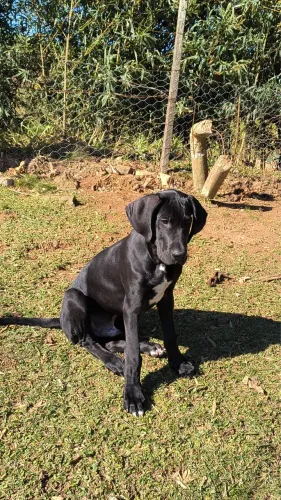 Dogue alemão 