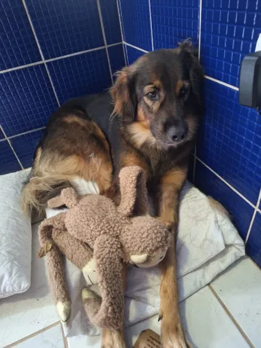 ADOÇAO DE CACHORRO SRD (COM AJUDA DE CUSTO NO PRIMEIRO MÊS) 