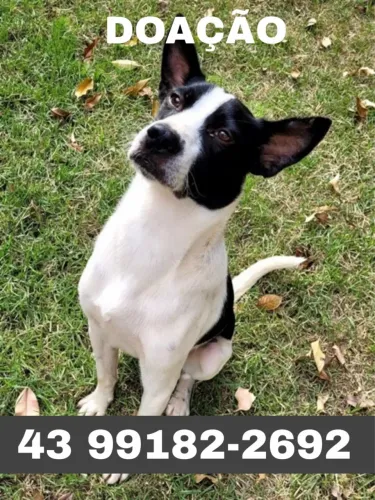Doação Cachorro