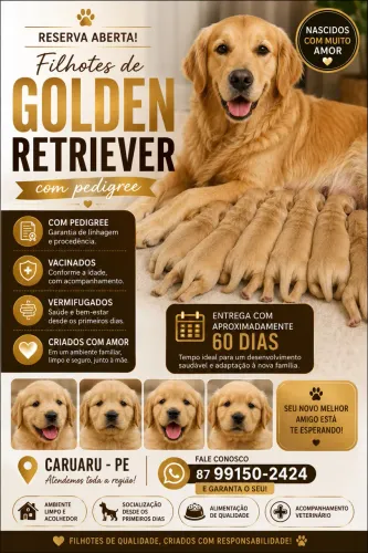 Filhotes de Golden Retriever