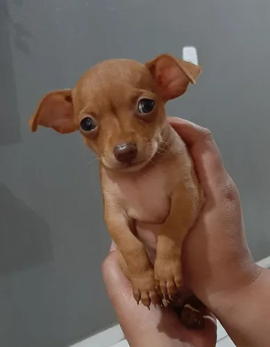 Pinscher Zero