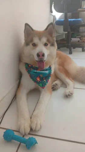 Cachorro Husky siberiano para cruzar