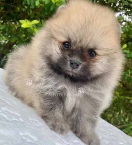 Spitz alemao aparencia de ursinho