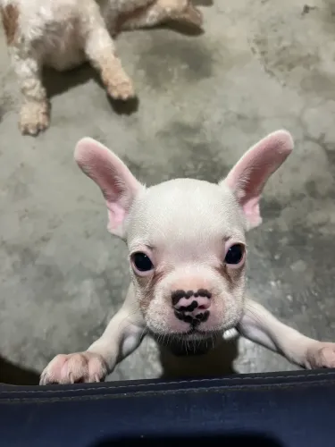 bulldog francês