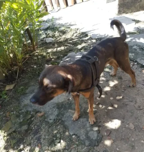 Cão Ideal para Proteção e Alerta - Procura um Lar!