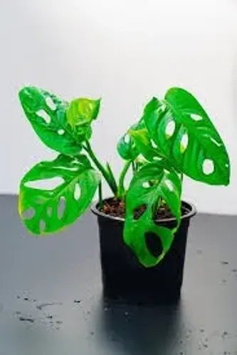 Muda de planta