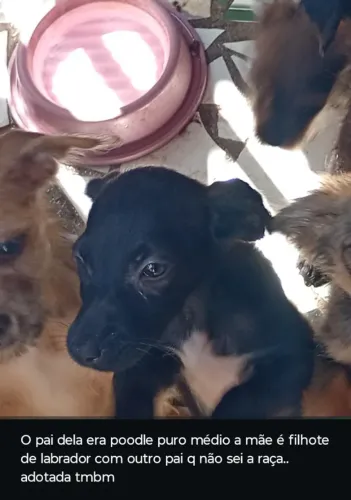 Filhote de cachorro pretinha
