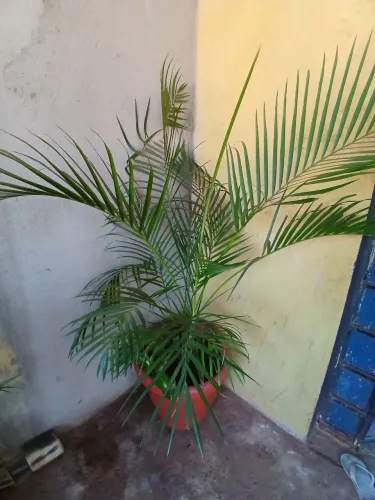 Palmeira areca bambu