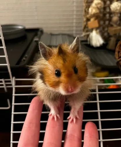 Hamster
